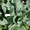 Verbascum bombyciferum